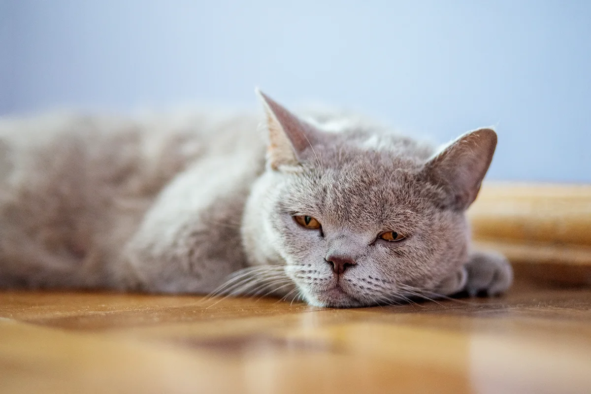 leucose-felv-chez-le-chat-causes-symptomes-et-traitement