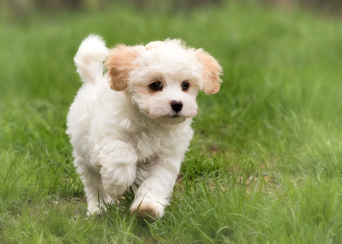 le-bichon-havanais-le-plus-mignon-des-petits-chiens