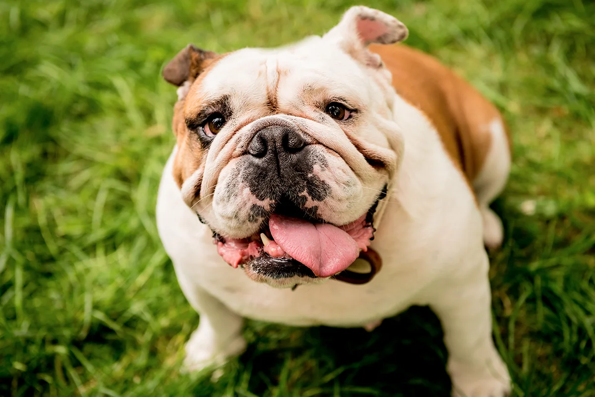 le-bulldog-anglais-le-charme-a-langlaise