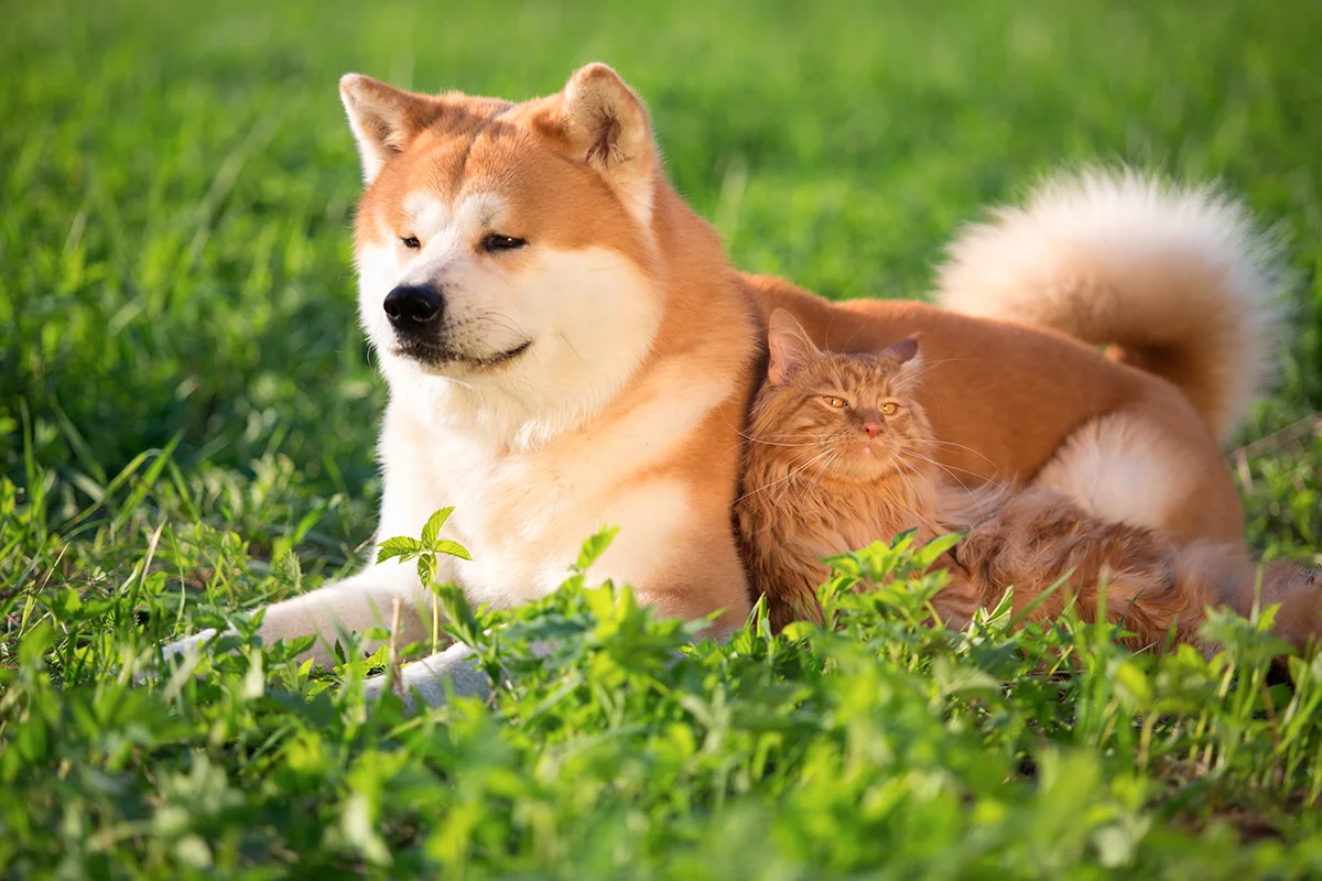 coup-de-soleil-chien-chat