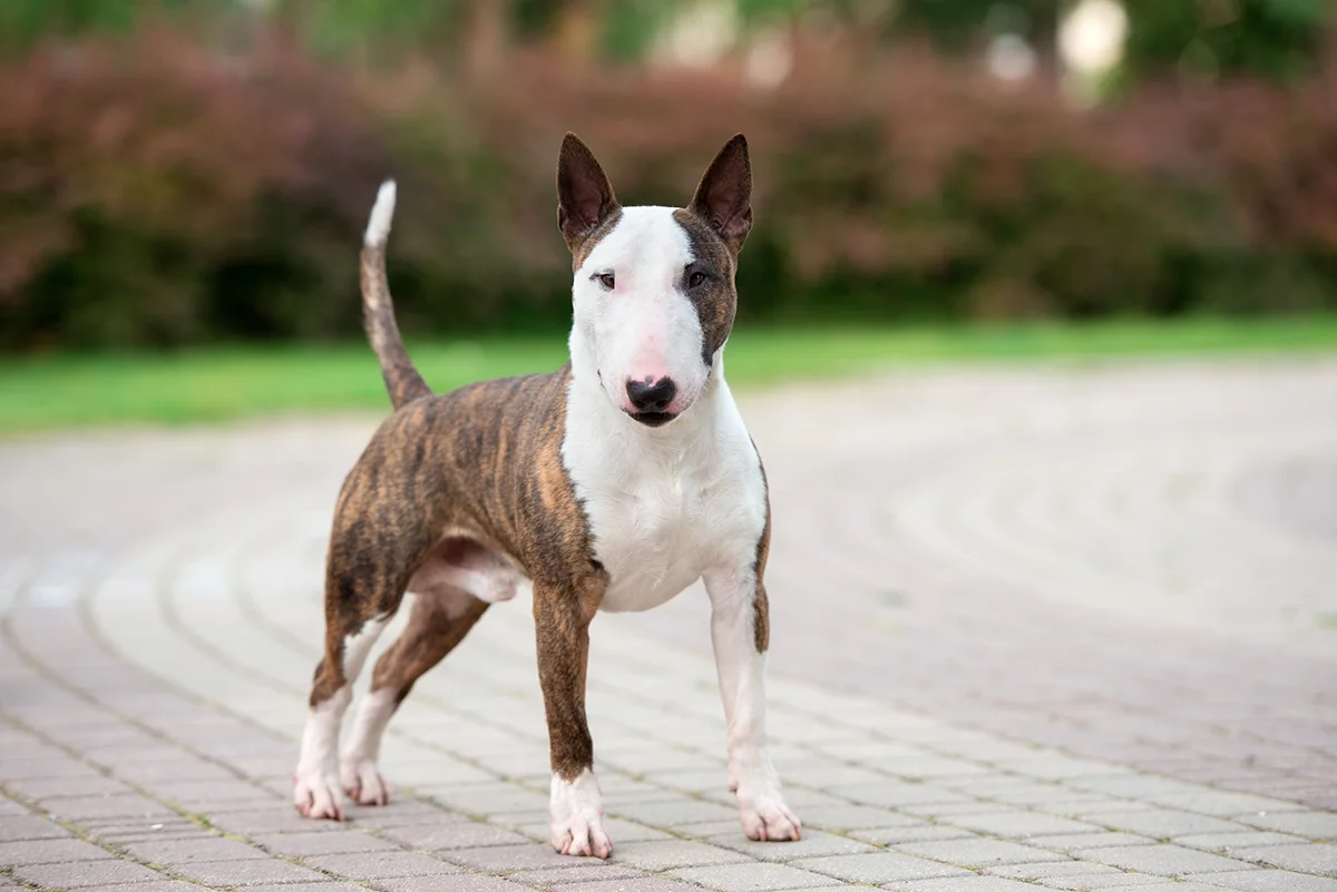 le-bull-terrier-force-energie-et-elegance