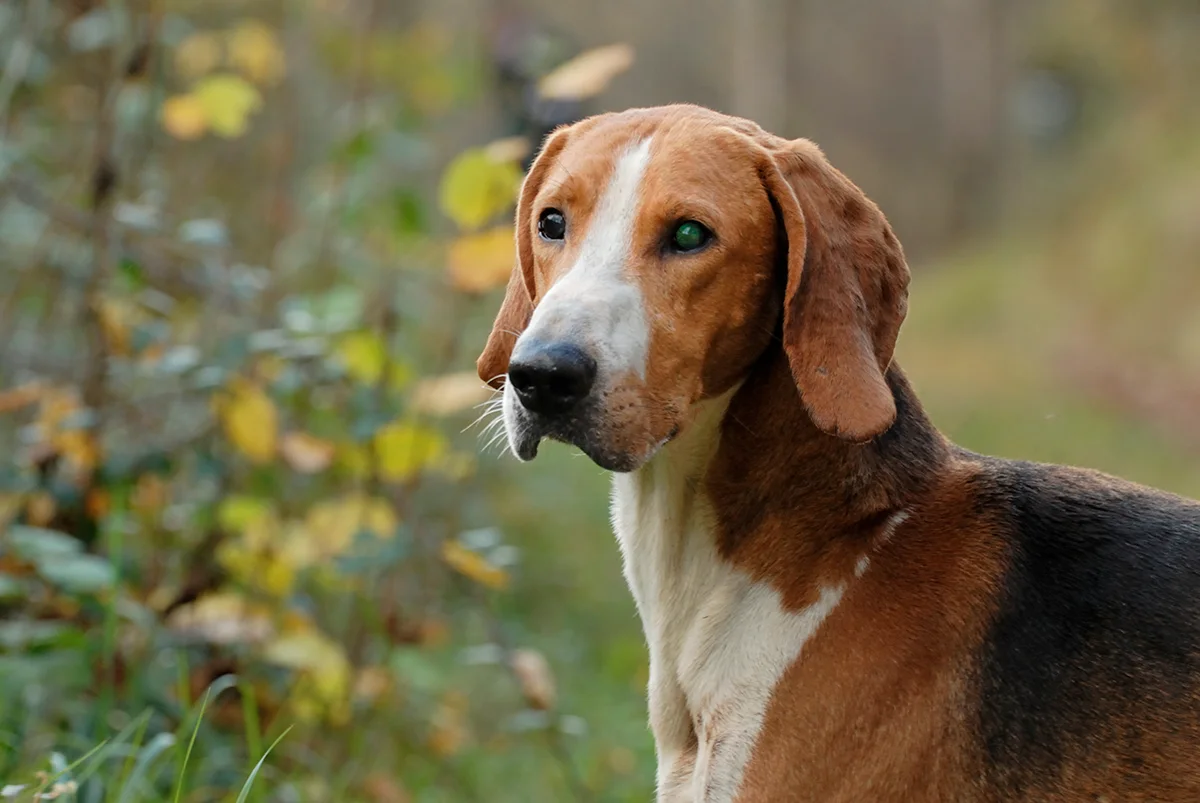 le-poitevin-un-chien-de-chasse-noble