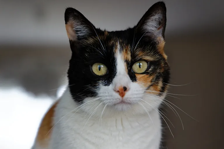 la-lipidose-hepatique-chez-le-chat-causes-symptomes-et-traitement