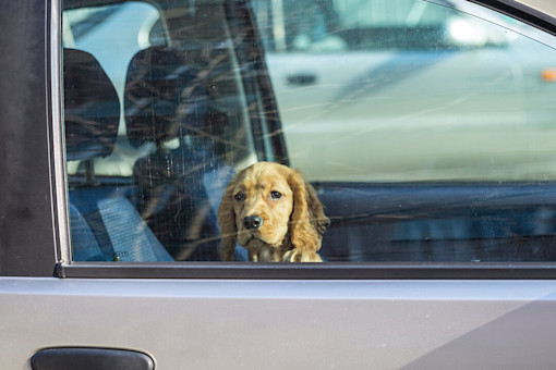 Puppy sitting in car
