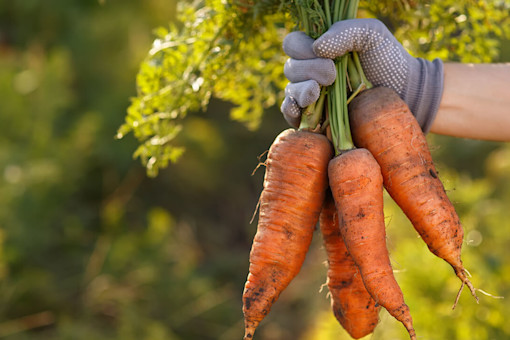 Man holding a bunch of freshly picked carrots