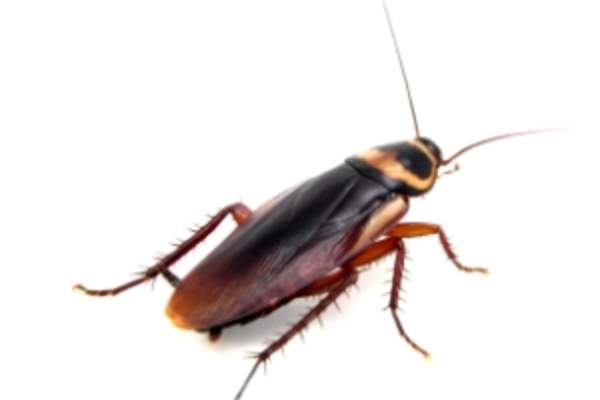 Cockroach.