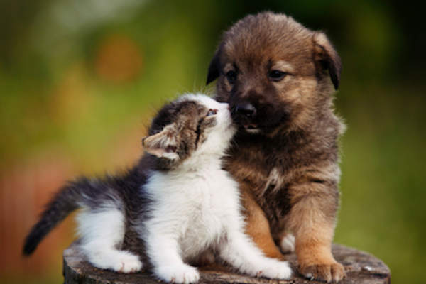 Cute puppy and kitten