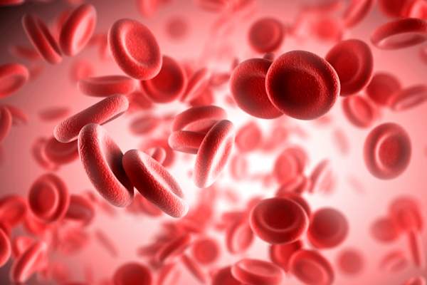 red blood cells image