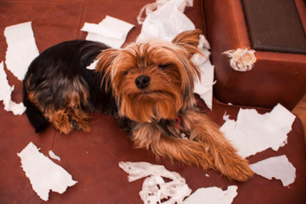 The dog ate it