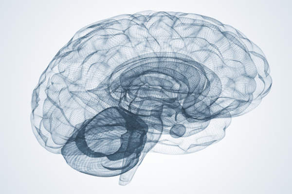 brain image