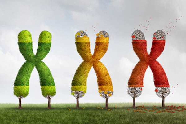 Three trees shaped like DNA, telomeres fraying at the ends, progression of age.