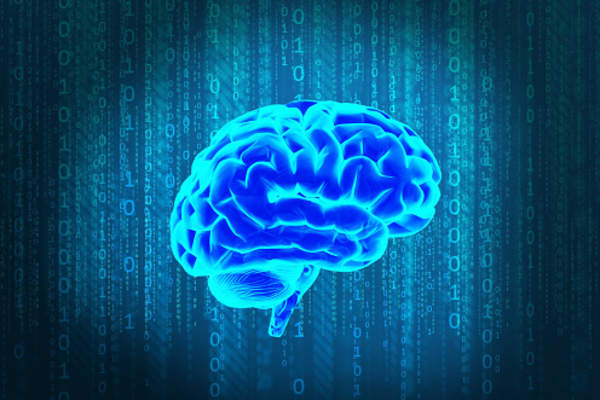 Brain model.