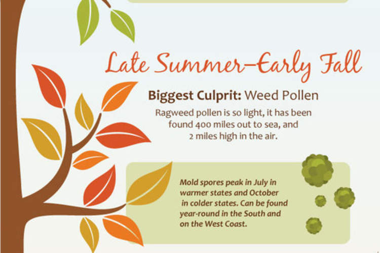 Seasonal Allergies Throughout the Year