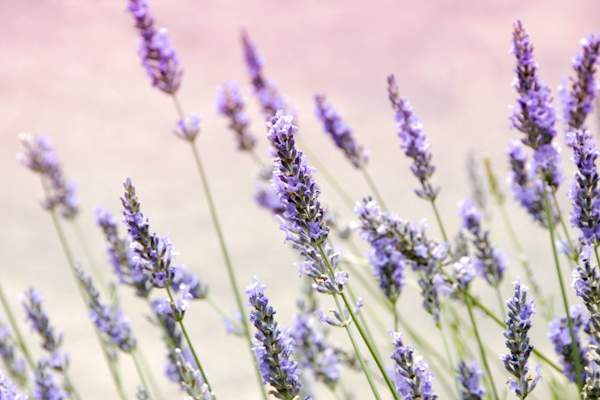 lavender field