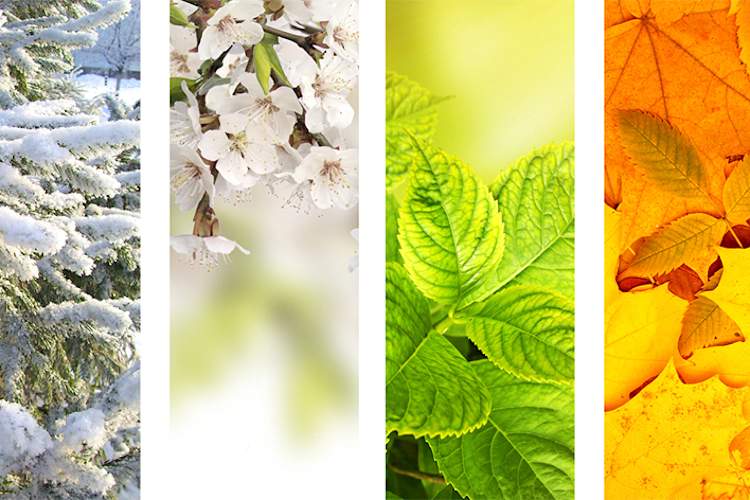 Foliage in four different seasons, winter, spring, summer, fall.