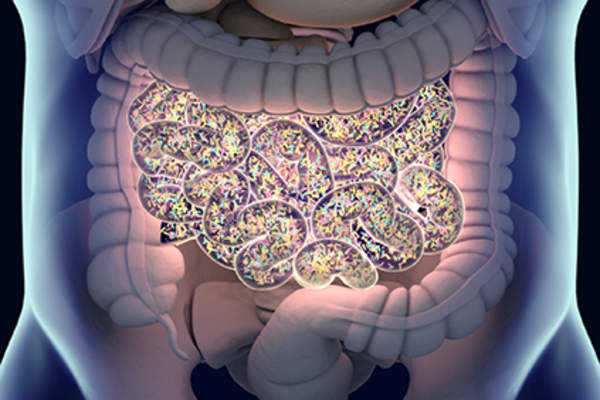 Gut bacteria.