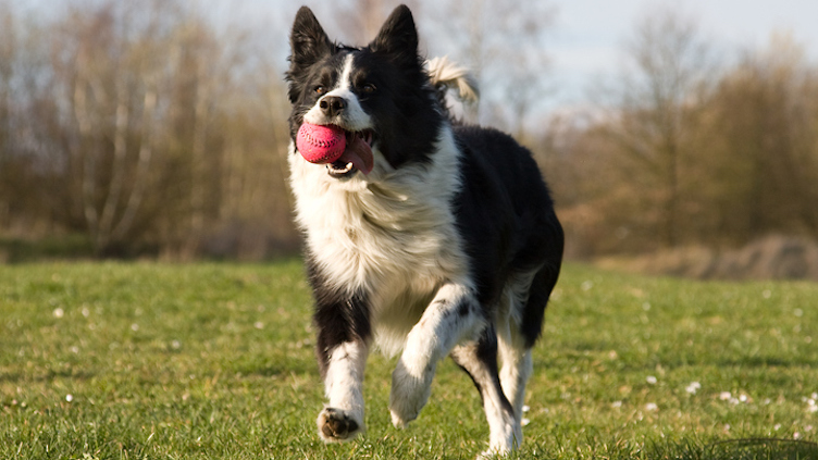 Border collie running with ball.