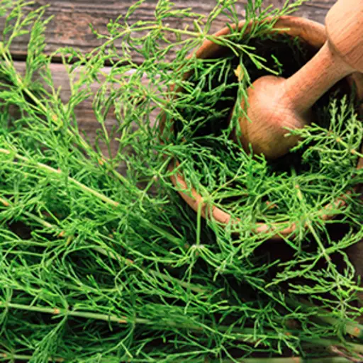 Horsetail.