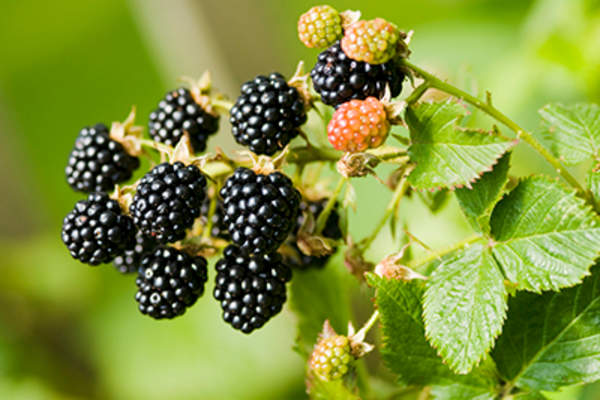Nature food - blackberries bunch on a farm