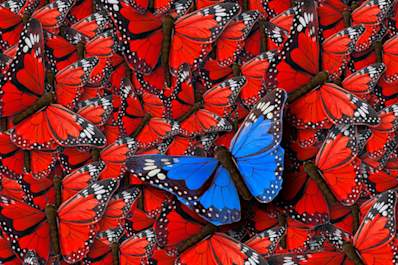 A blue butterfly stands out among red butterflies.