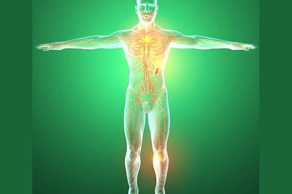 Lymphatic system, human body, man