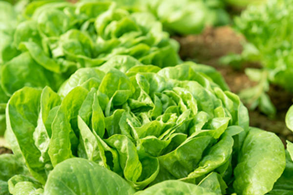 Butterhead lettuce.