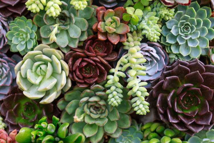 Grouping of miniature succulent plants.