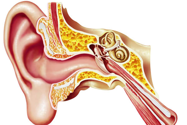 Inner ear model.