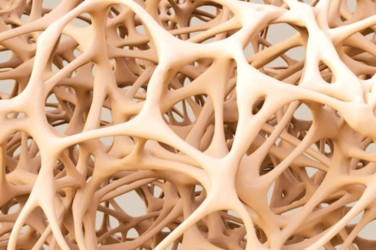The cellular structure of bone.