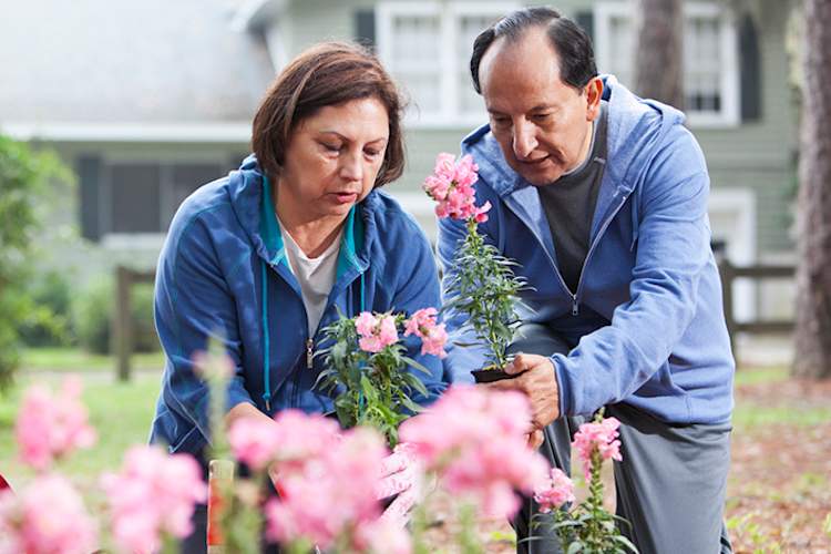 Senior Hispanic couple gardening together.