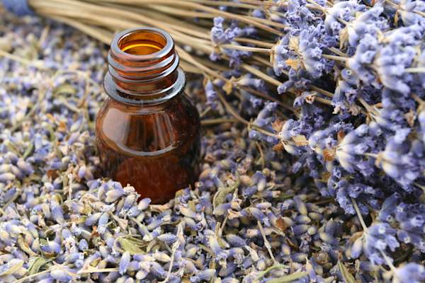 Lavender essential oils used for aromatherapy
