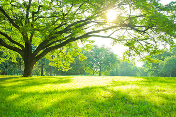 Sunny field and tree, suggesting optimism.