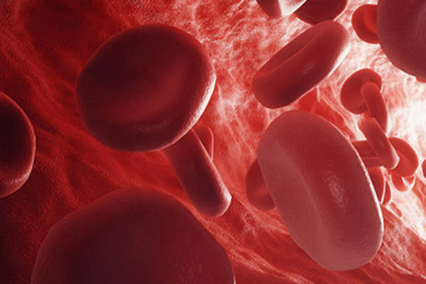 Red blood cells in the bloodstream.