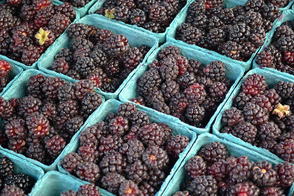 Containers of Boysenberries