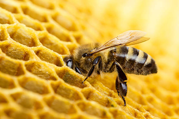 Bee in a honey comb.