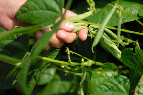 Fresh green bean plants.