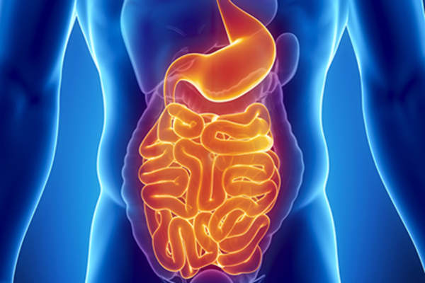 Anatomy of the human digestive system.