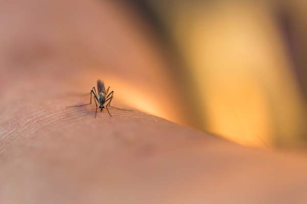 mosquito biting hand