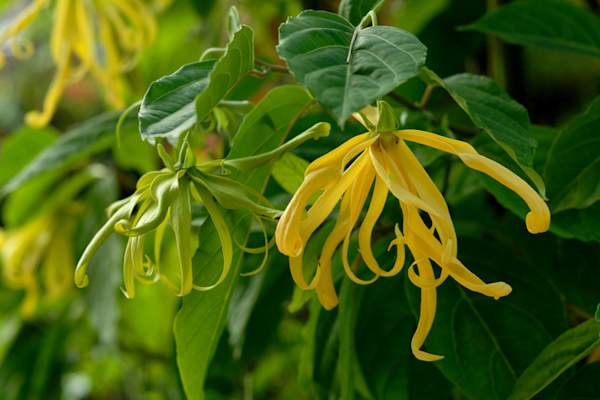 Yellow flower, Ylang-ylang Cananga odorata
