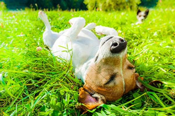 Dog rolling around in the grass outside.