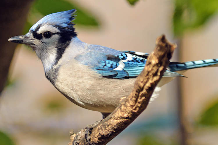 Why Tweeting Birds Are Good for Your Health