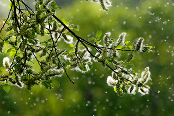 Pollen coming off a tree.