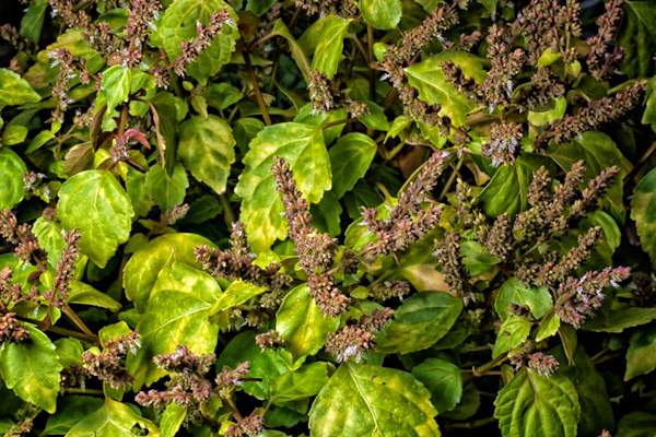 Vibrant patchouli in bloom