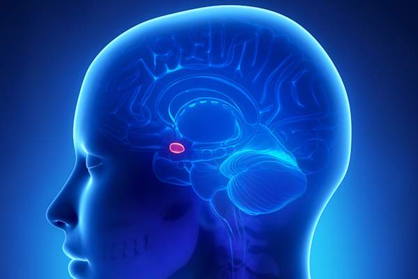 amygdala highlighted in human brain.
