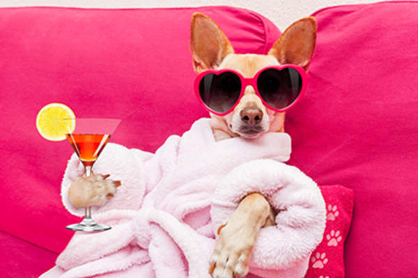 Funny photo of a dog wearing a robe enjoying a cocktail.