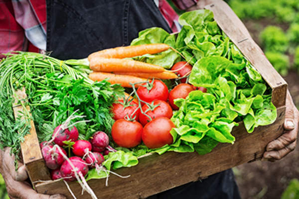 Crate of organic vegetables on a farm.