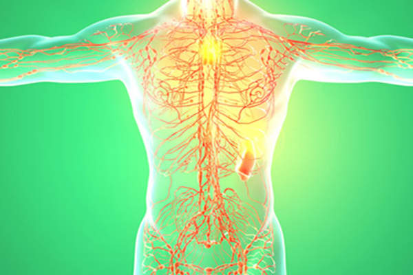 Immune and digestive system model.
