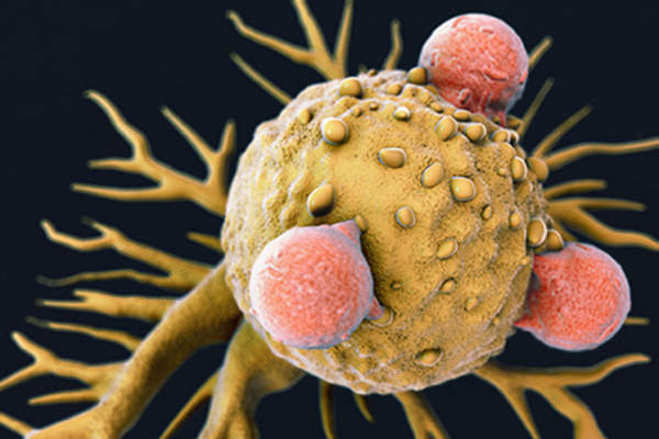 Immune system fighting cancer.