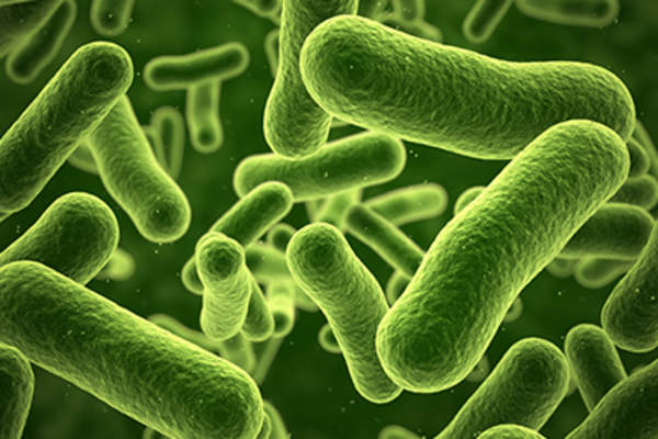Bacteria.