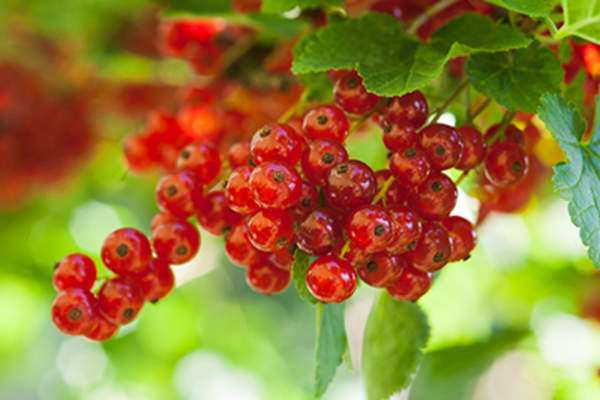 Red currants growing